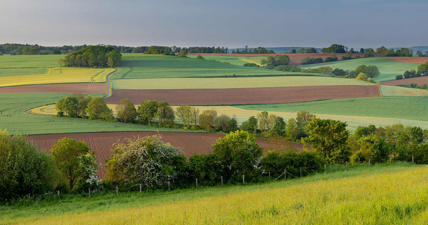 paysage-champs